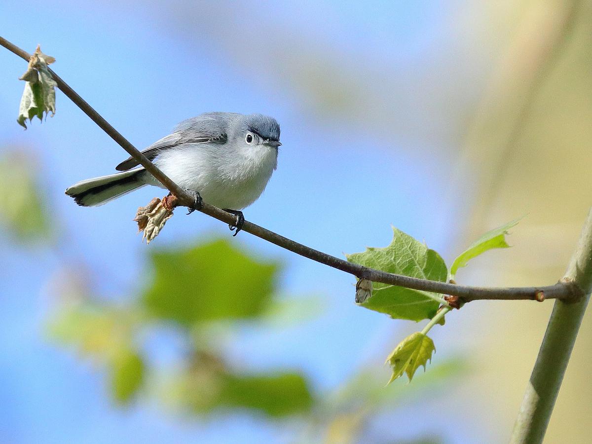 a blue-gray gnatcatcher perched on a branch with spring leaves