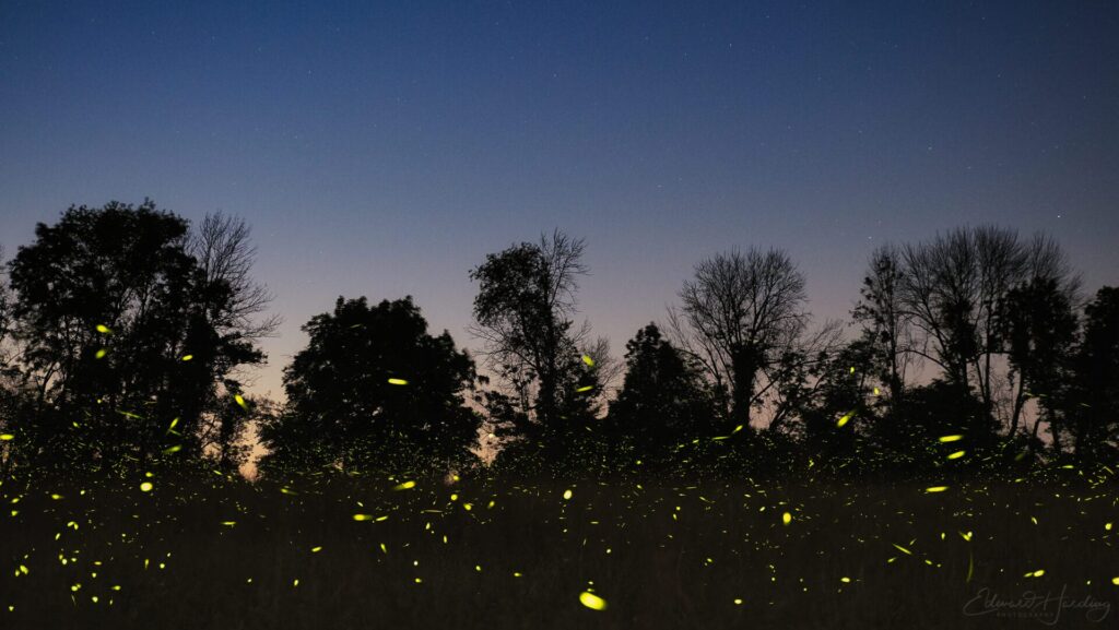 a mass of lightening bugs glowing in a dark field during twilight