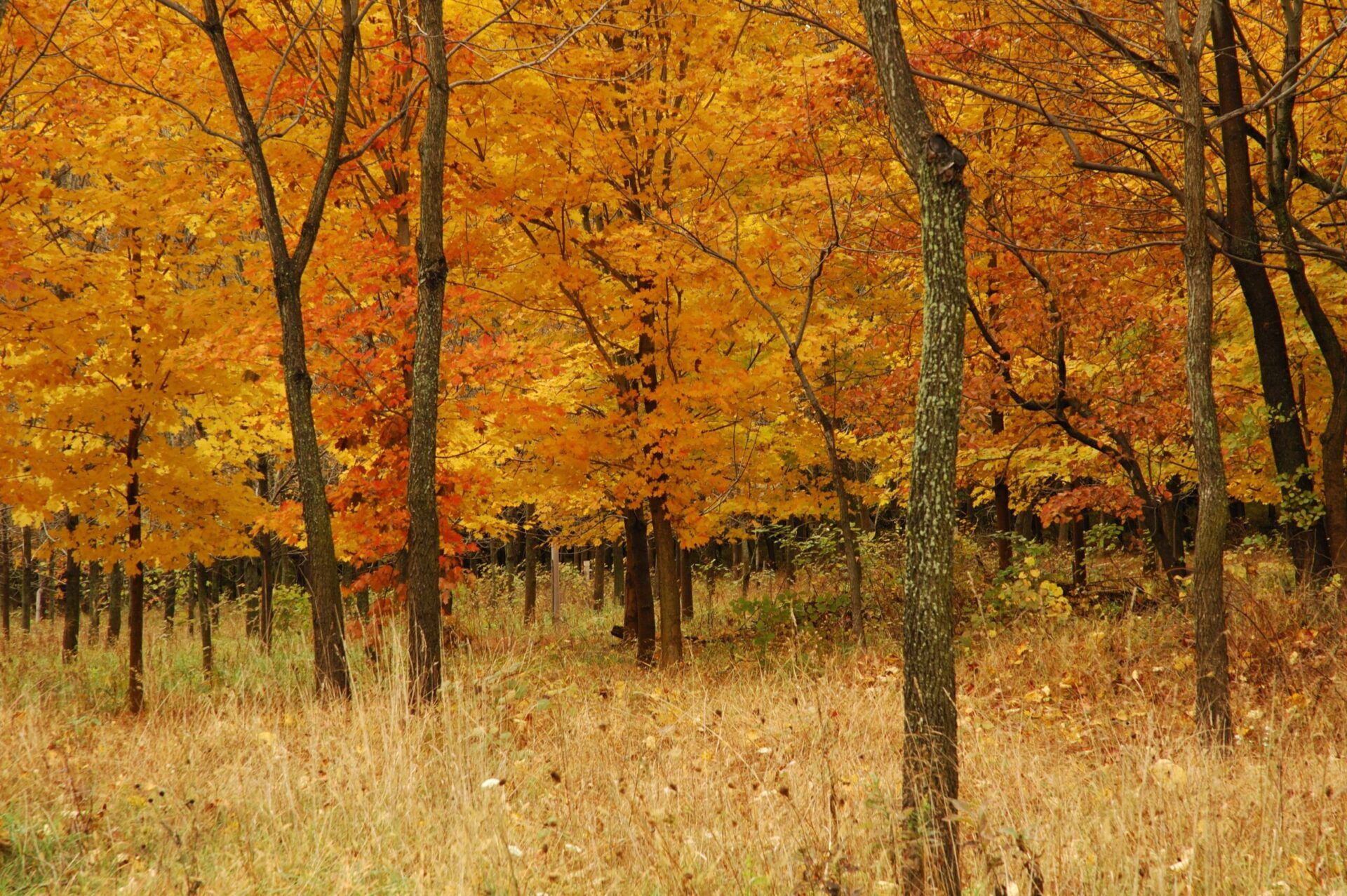 orange fall leaves in a forest