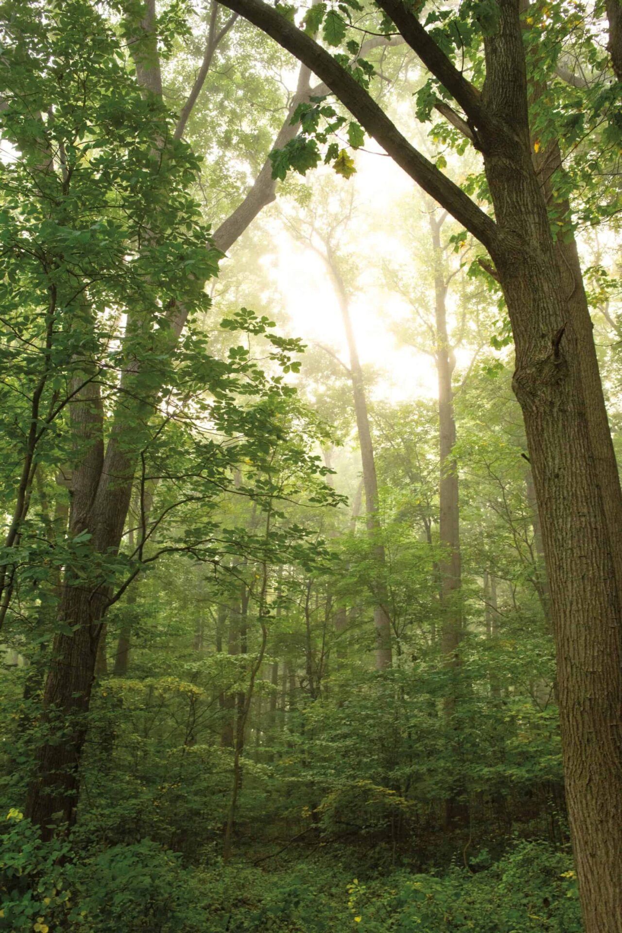 A forest of tall trees with green leaves.