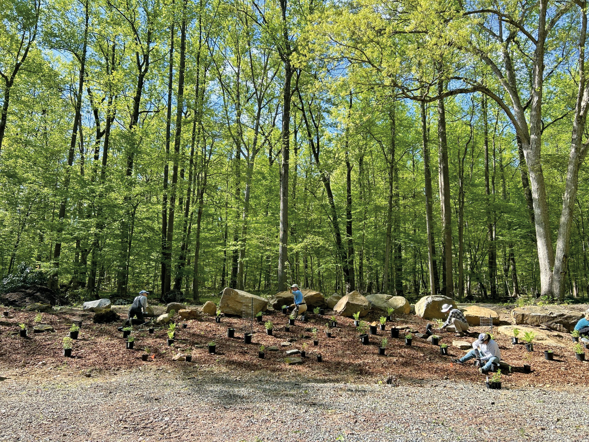 A group of volunteers hard at work in the woods