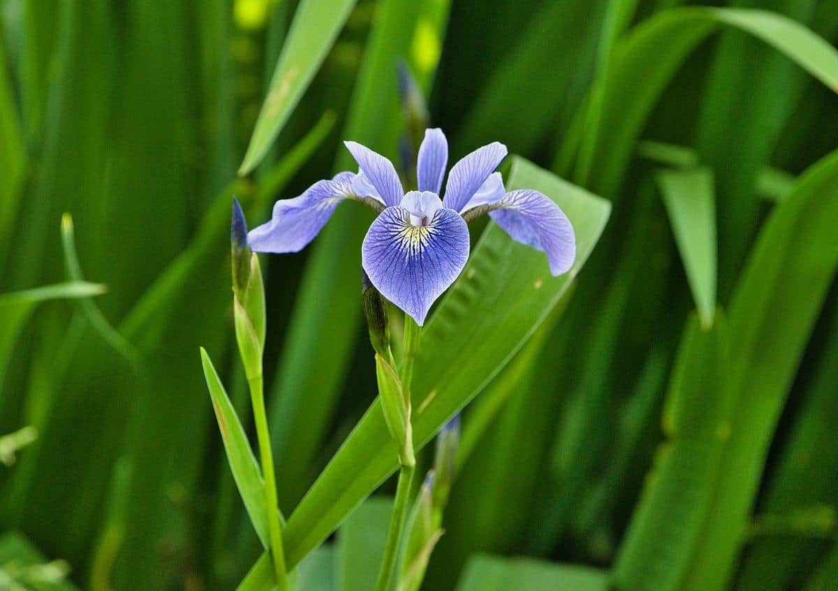 Iris at the Pergola