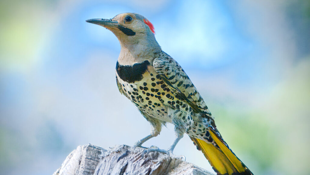 Yellow-shafted Northern Flickers on a tree snag