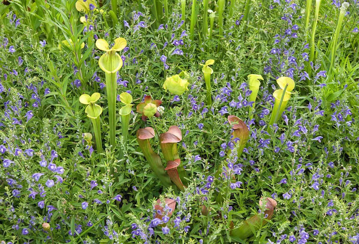 Sarracenia and Scutellaria in the small bog