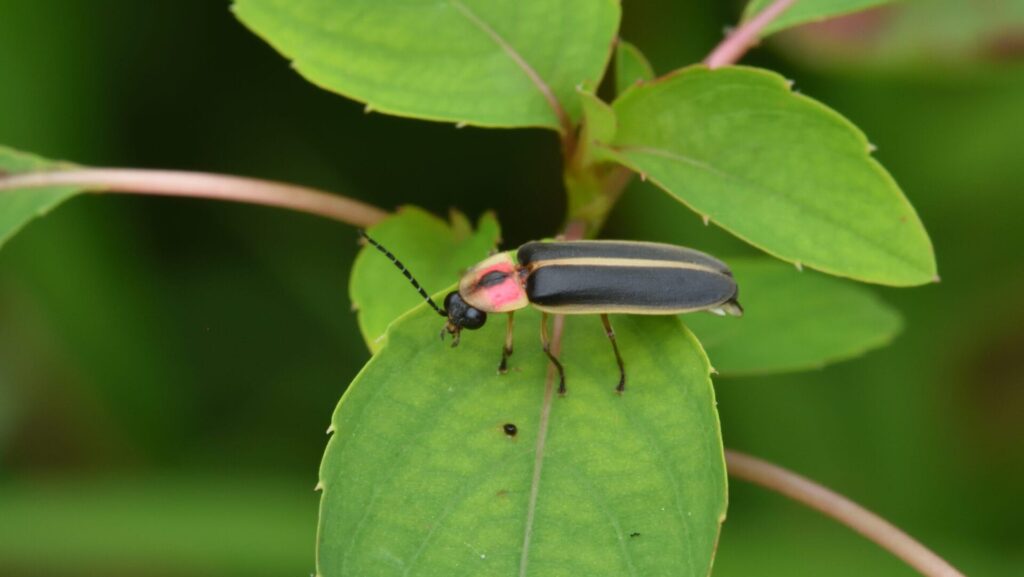 lightening bug on a green leaf