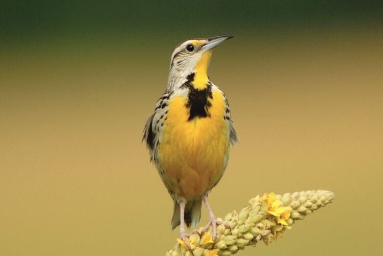 photo of a yellow and grey bird perched on a plant against a blurred background