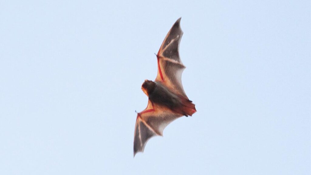 an Eastern red bat swooping against a light blue sky