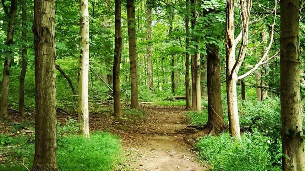 Sunlight filtering down through the trees on a path leading through greenery.