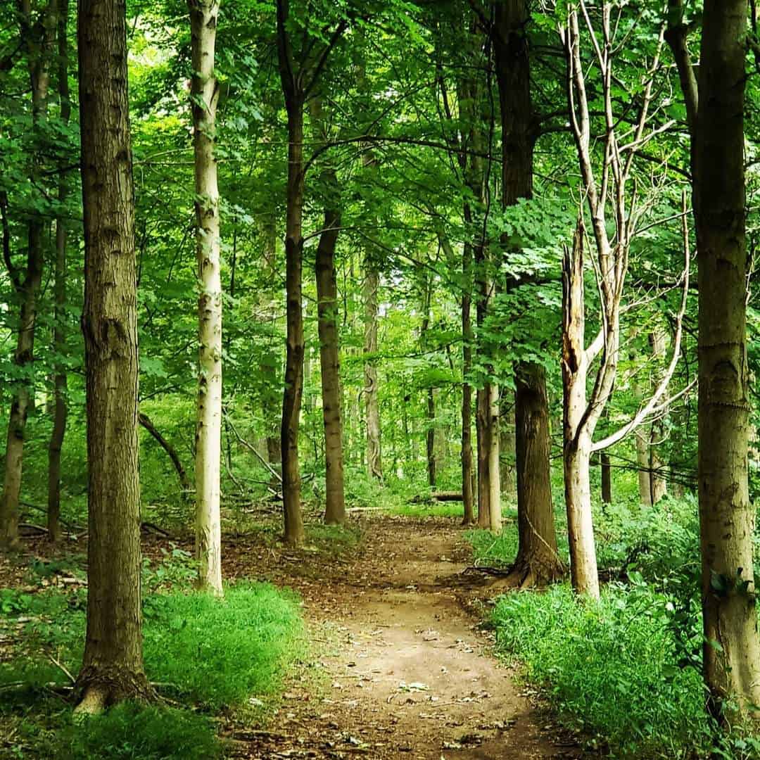 Sunlight filtering down through the trees on a path leading through greenery.