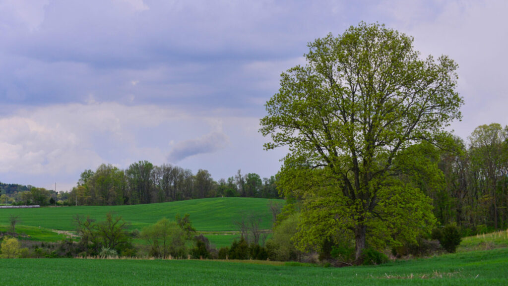 rolling green hills with trees and cloudy sky
