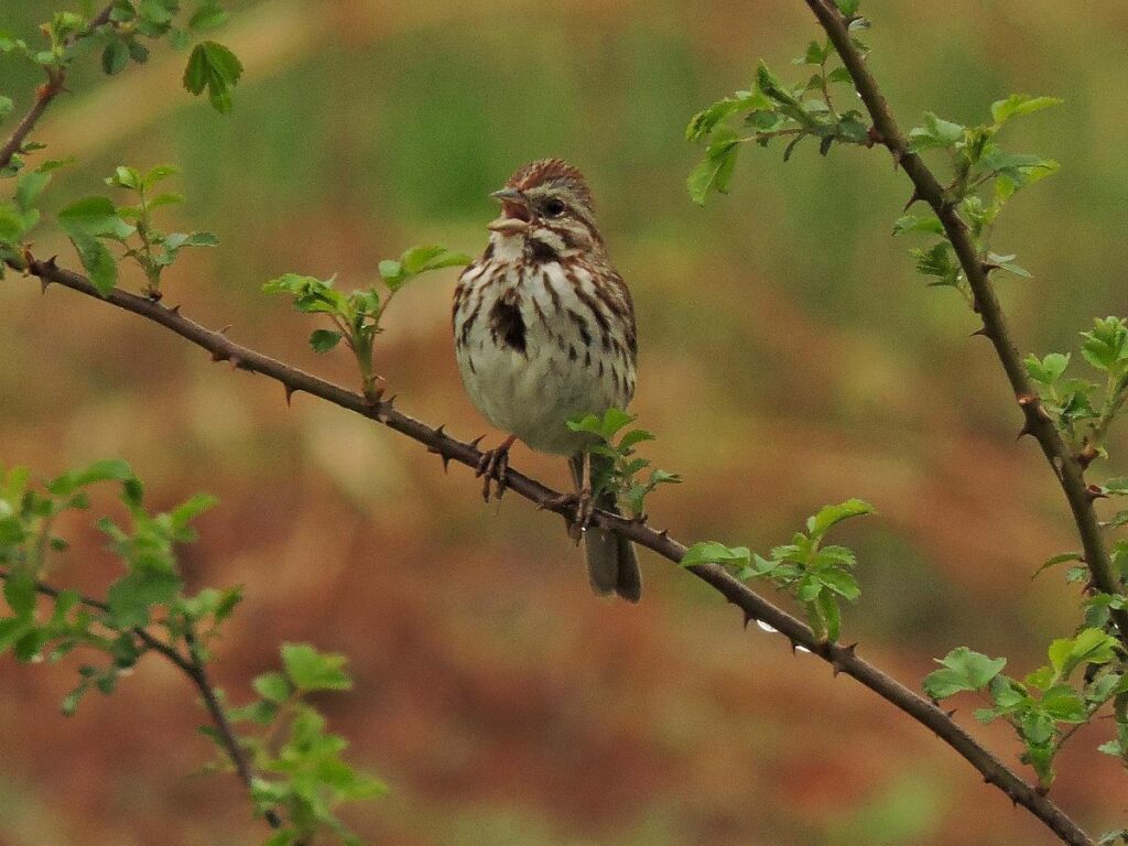 a song sparrow with its mouth open perches on a small, thorny branch with orange and green leaves in the background.