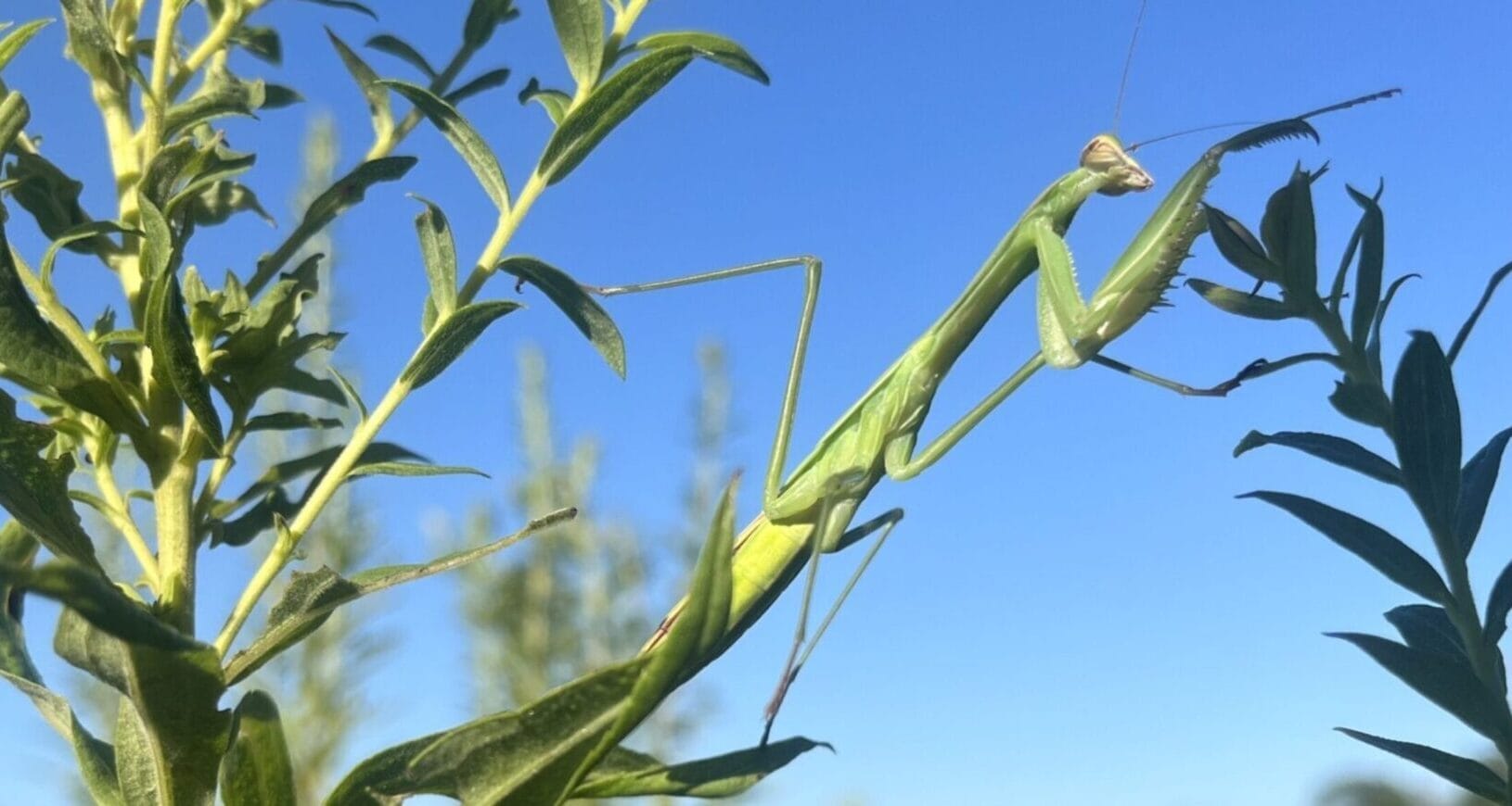 Praying Mantis ID