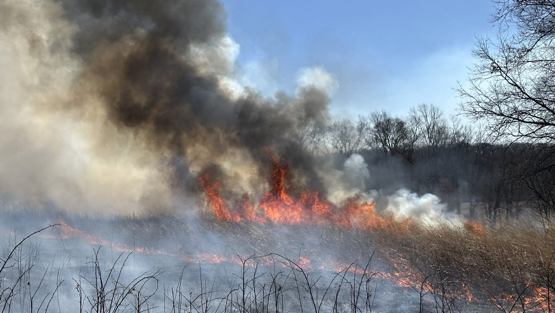 Prescribed Fire Improves Grassland Habitat