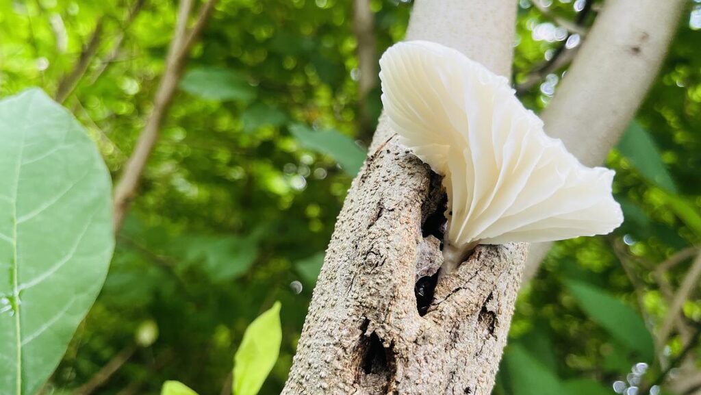 A white oyster mushroom with gills on a tree