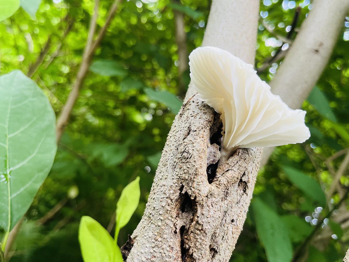 A white oyster mushroom with gills on a tree