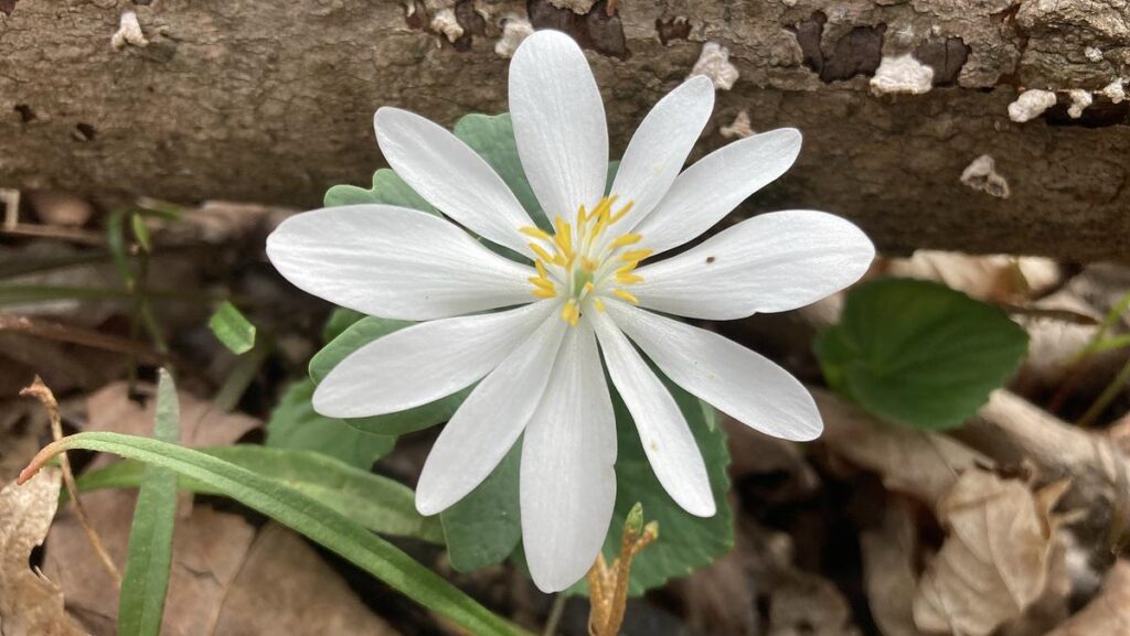 a white flower ephemeral blooming near a fallen log