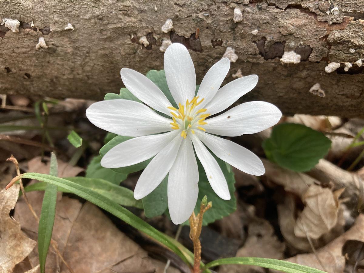 a white flower ephemeral blooming near a fallen log