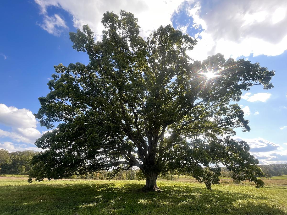 A great white oak stands alone in a field with the sun shining through its top right branches, green grass to either side and a bright blue sky with white clouds.