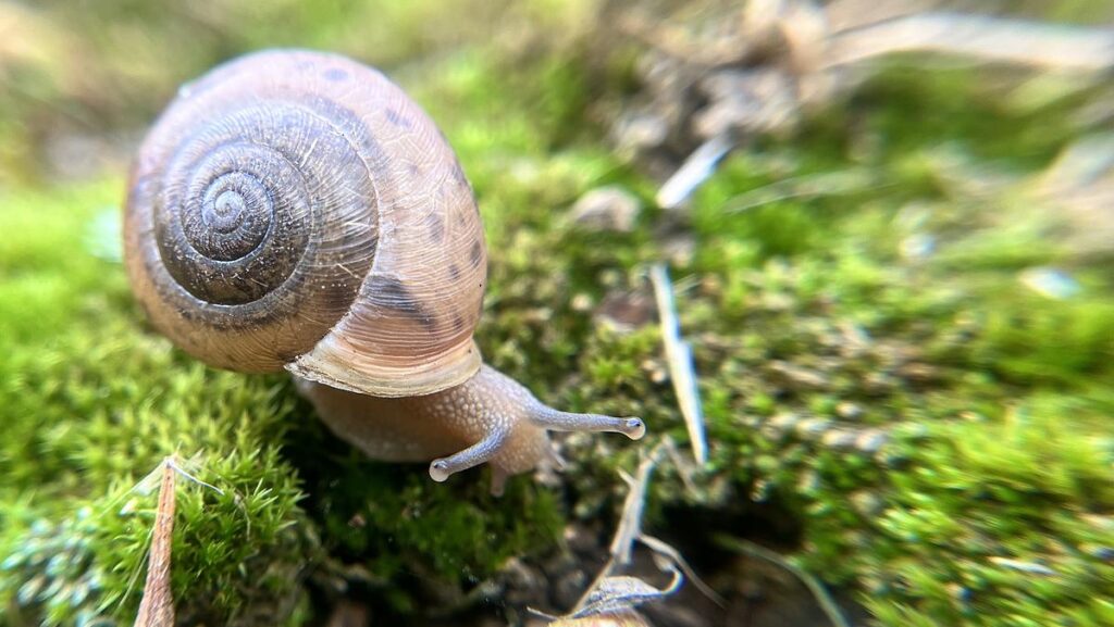 a spiral shell close-up shot of a white lip globe snail in the woodlands