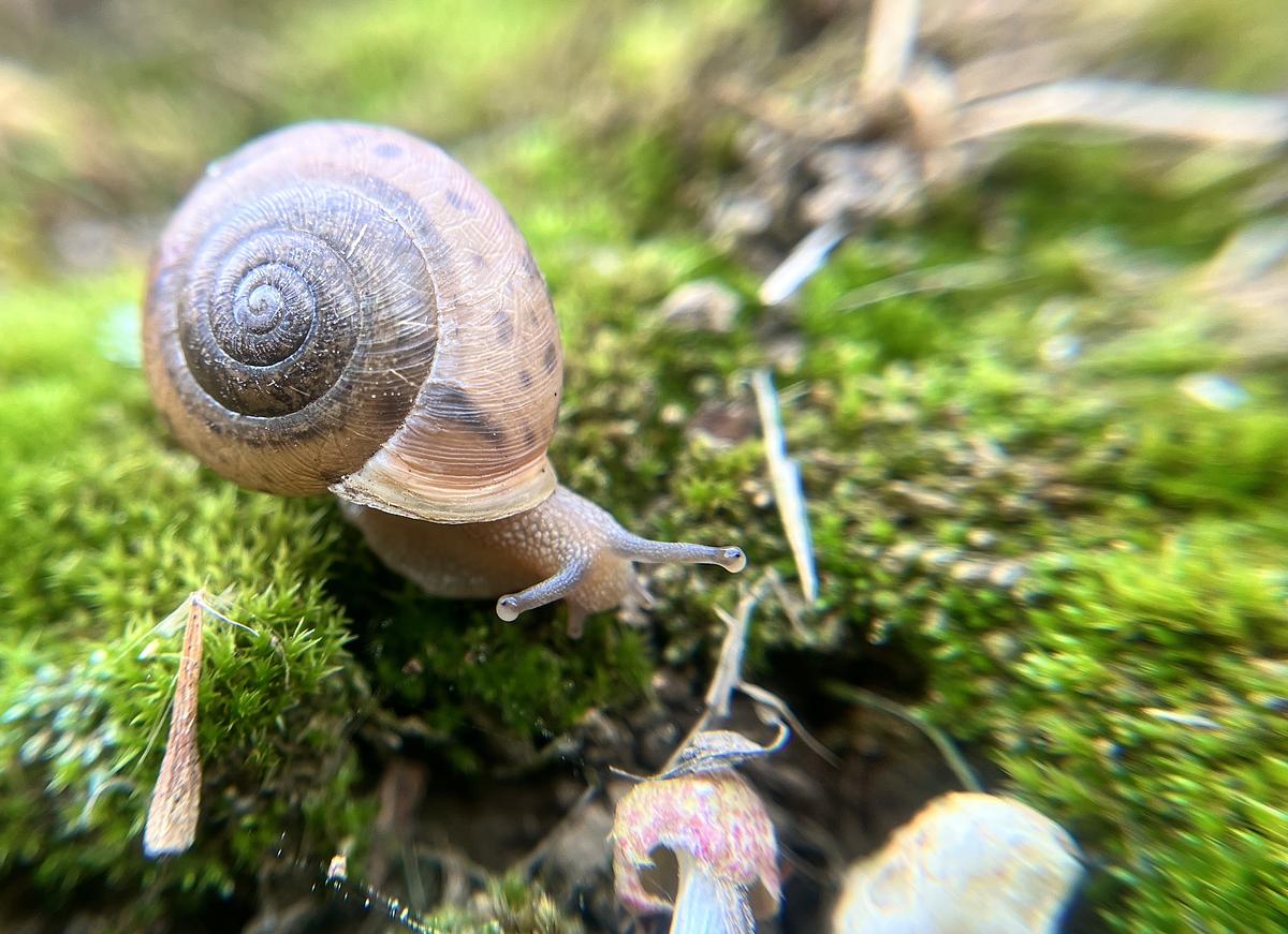 a spiral shell close-up shot of a white lip globe snail in the woodlands