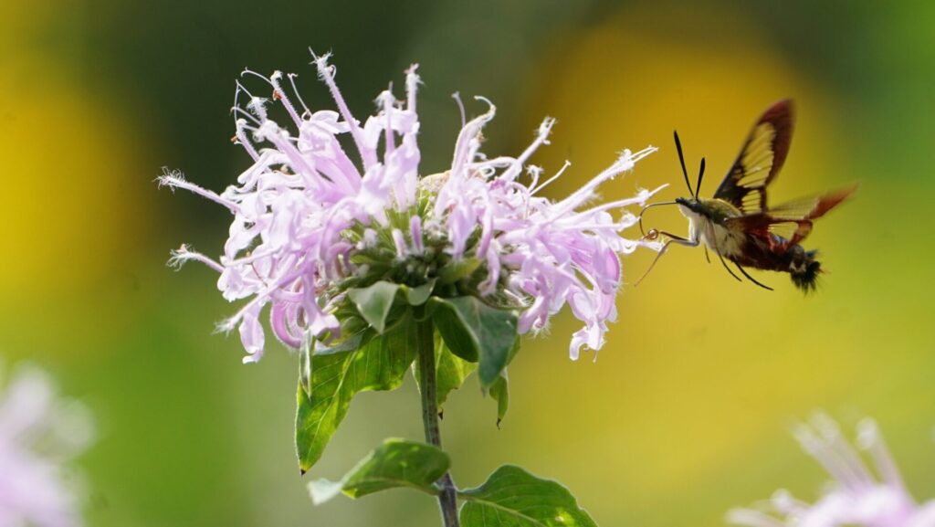 a purple flower with a cool insect feeding on it