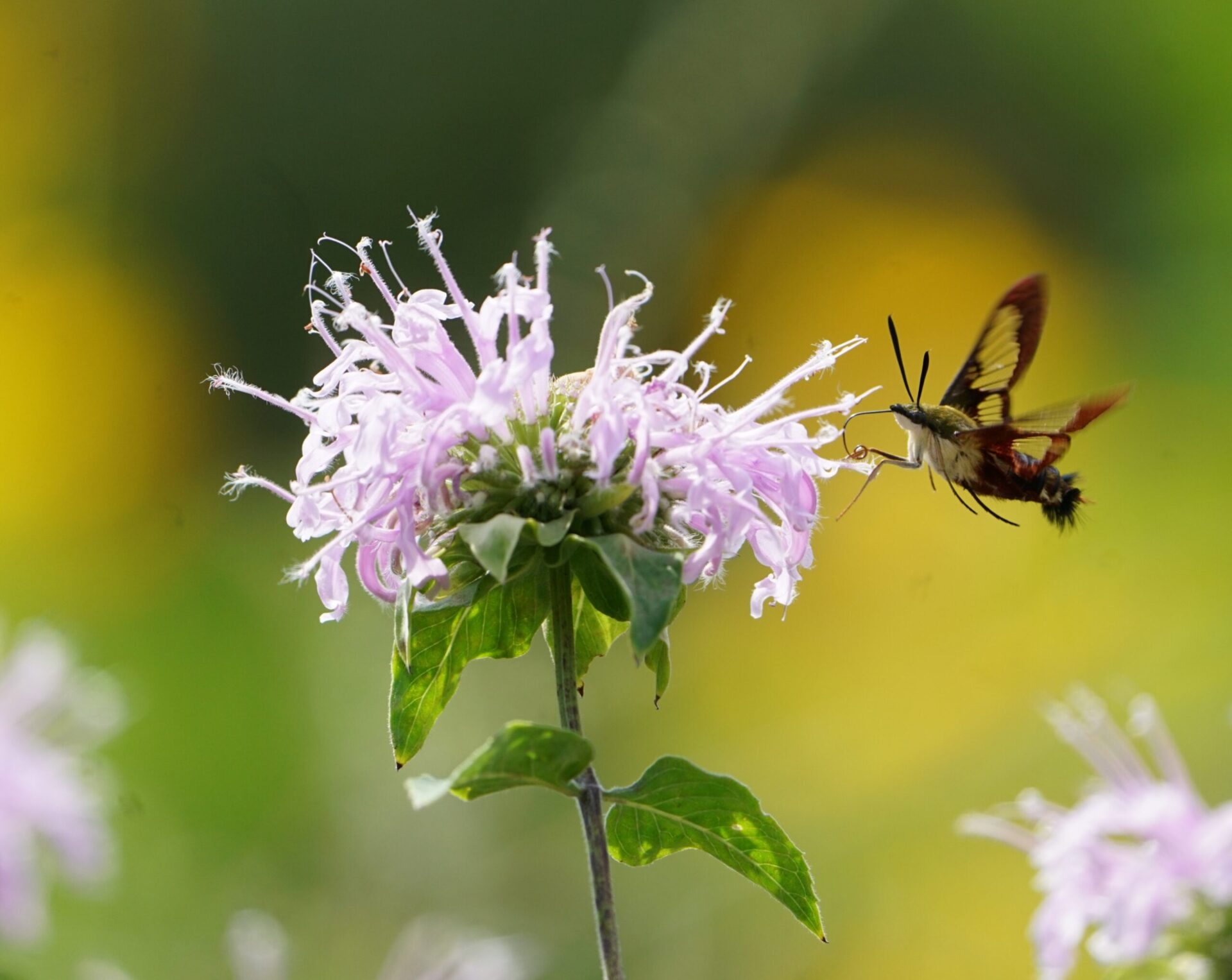 a purple flower with a cool insect feeding on it