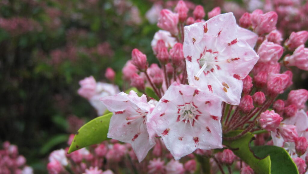 A close up shot of pink and white Mountain Laurel flowers with a faint view of many more in the background.