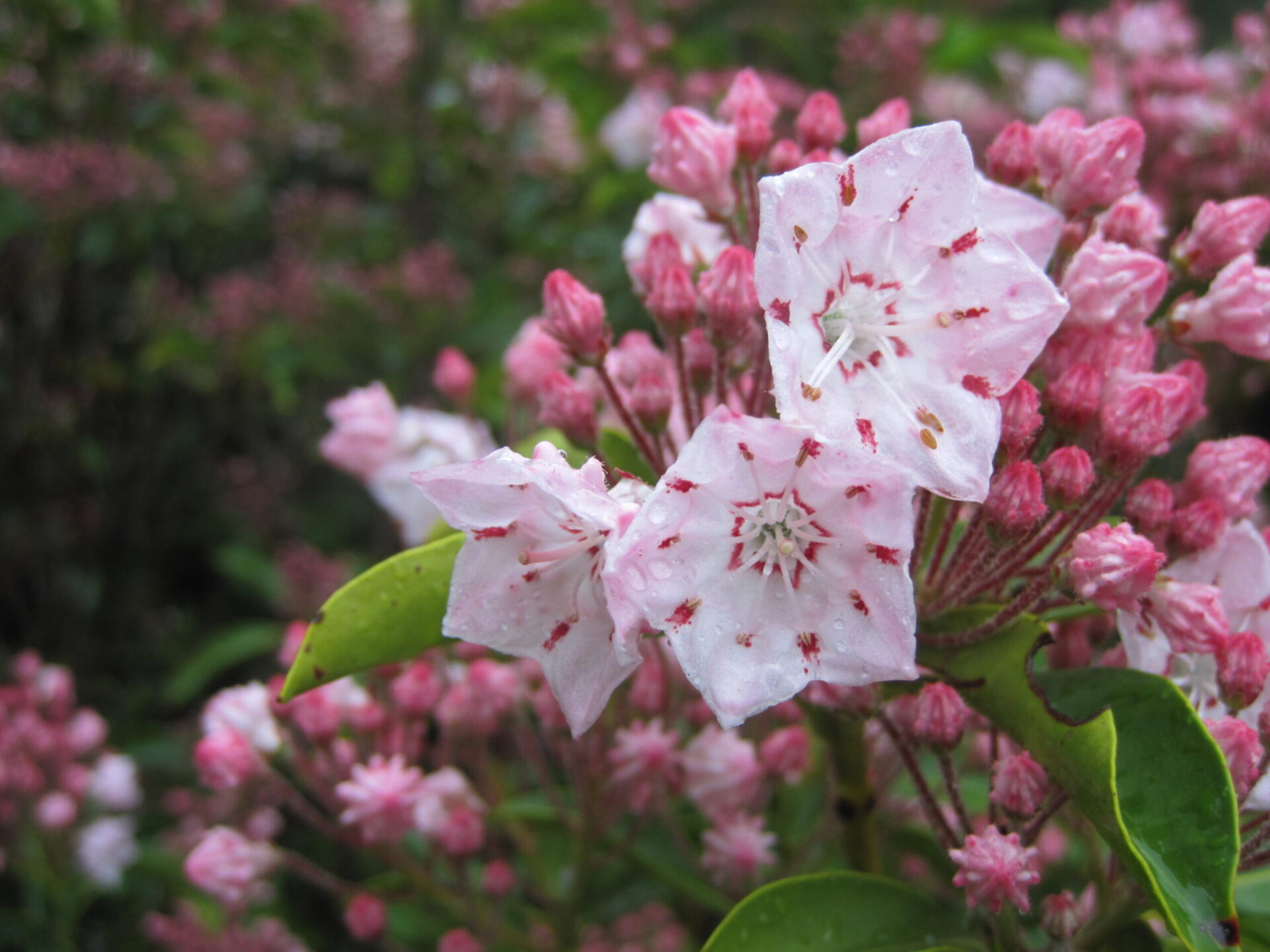 A close up shot of pink and white Mountain Laurel flowers with a faint view of many more in the background.