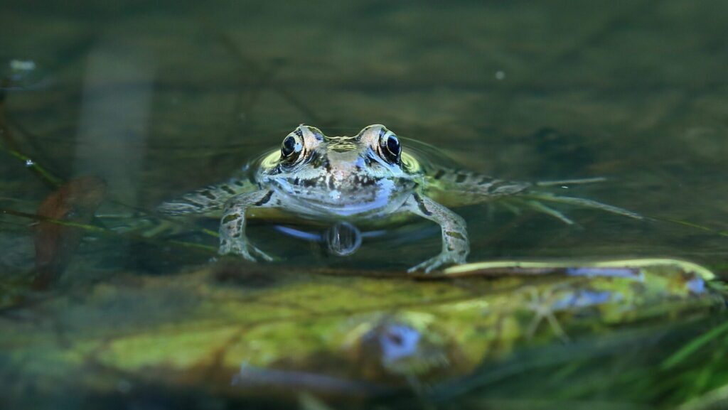 A green pickerel frog pokes its head out of the water while holding itself up on a floating green leaf.