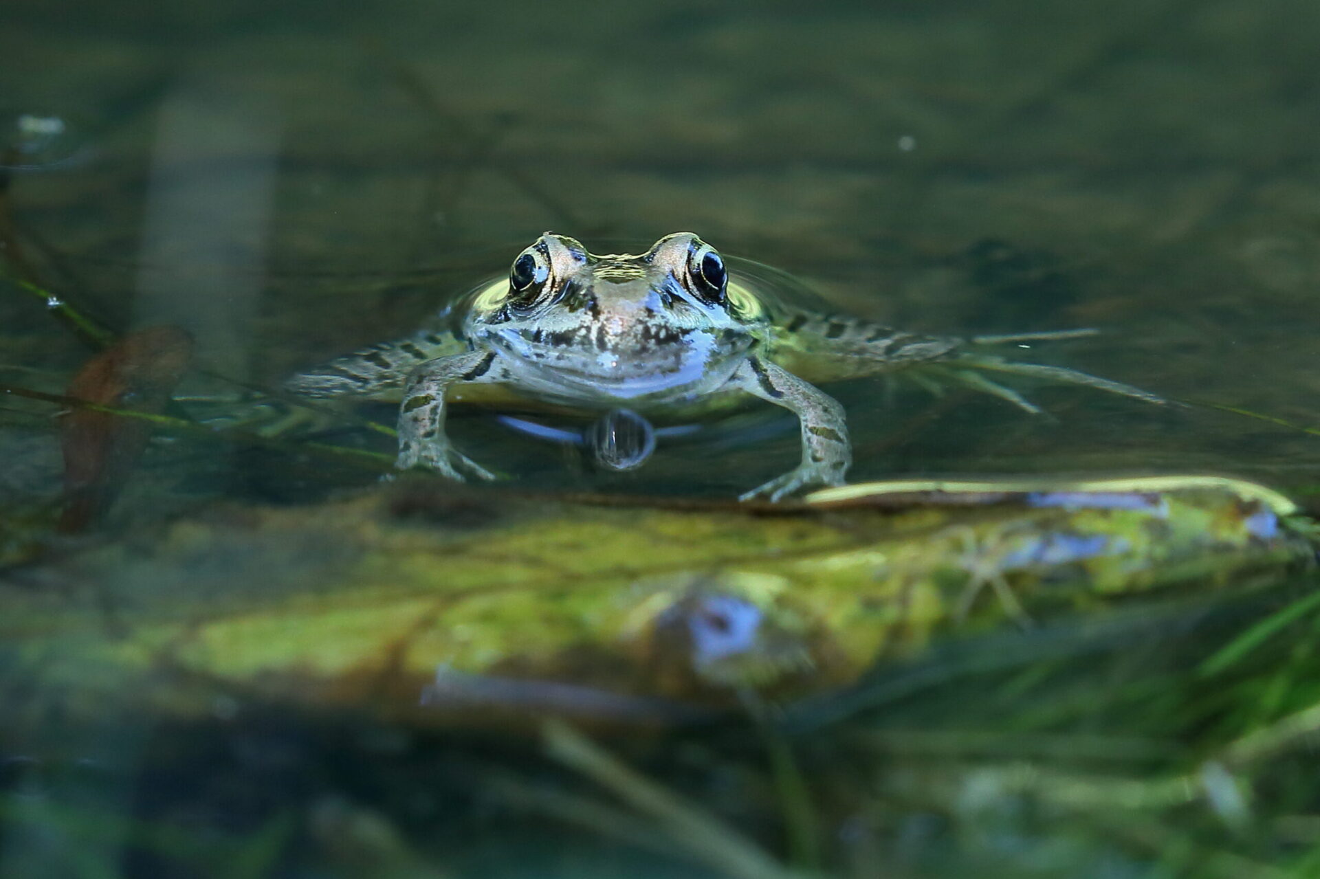 A green pickerel frog pokes its head out of the water while holding itself up on a floating green leaf.