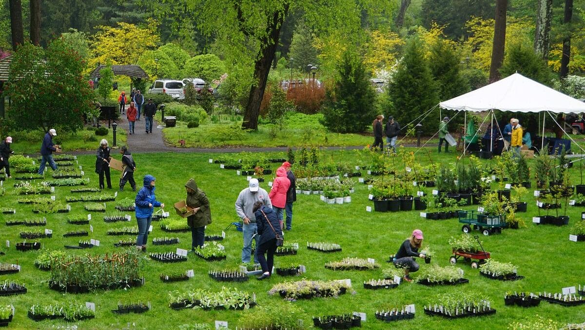 trays of native plants for pick up spread out across the lawn with the main house in the distance at Stoneleigh