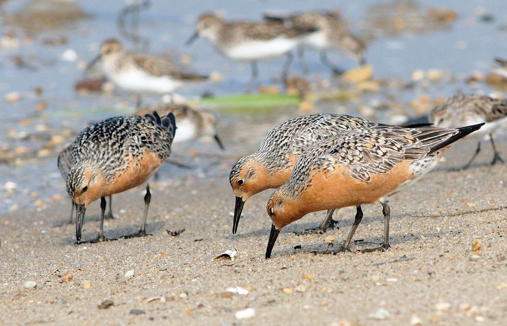 three small birds with brownish gray backs and rosy breasts stand in the sand along the beach looking for food