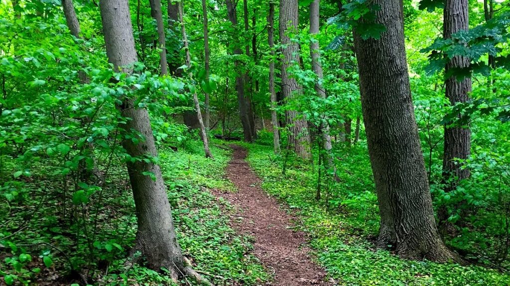 a natural path disappears into the woodlands