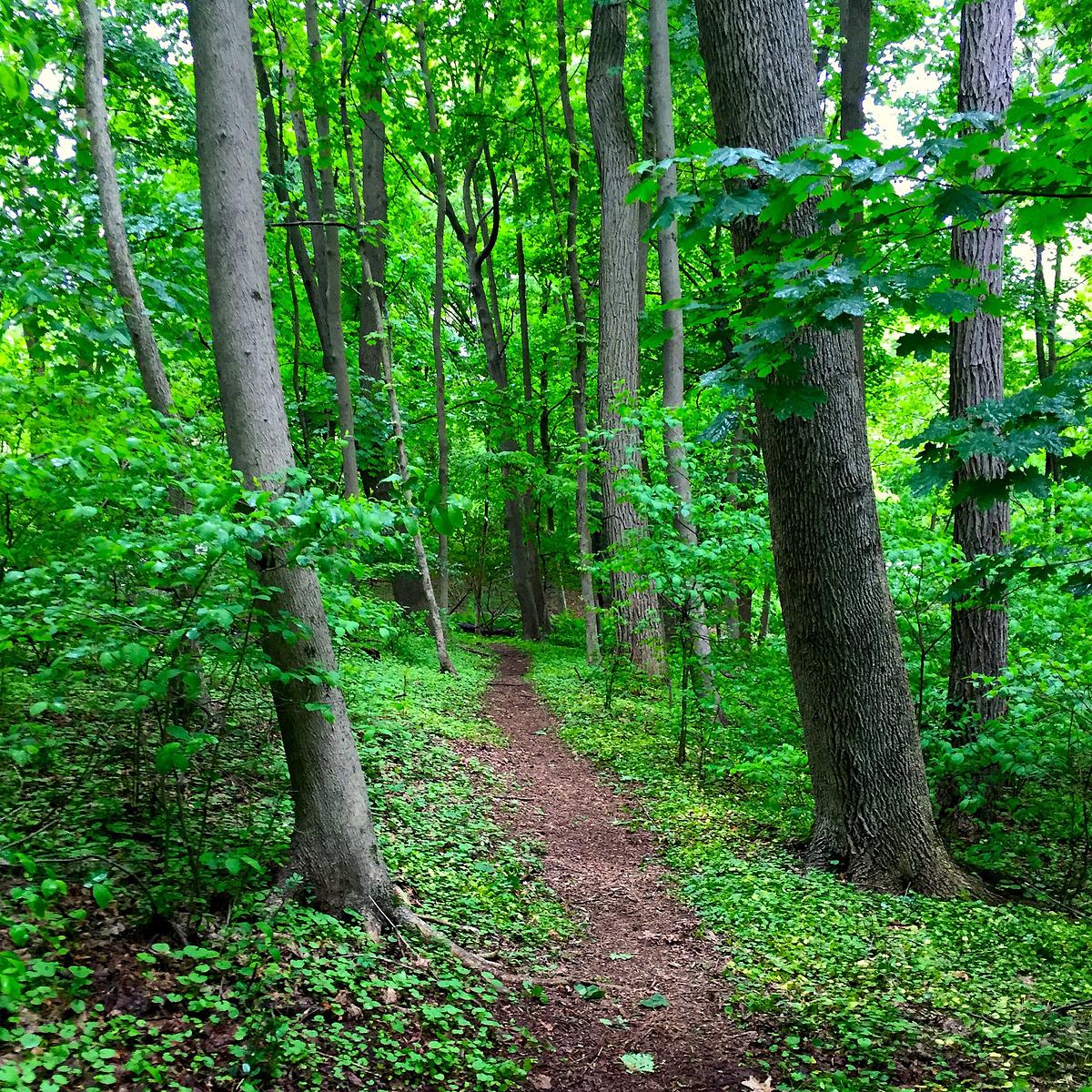 a natural path disappears into the woodlands