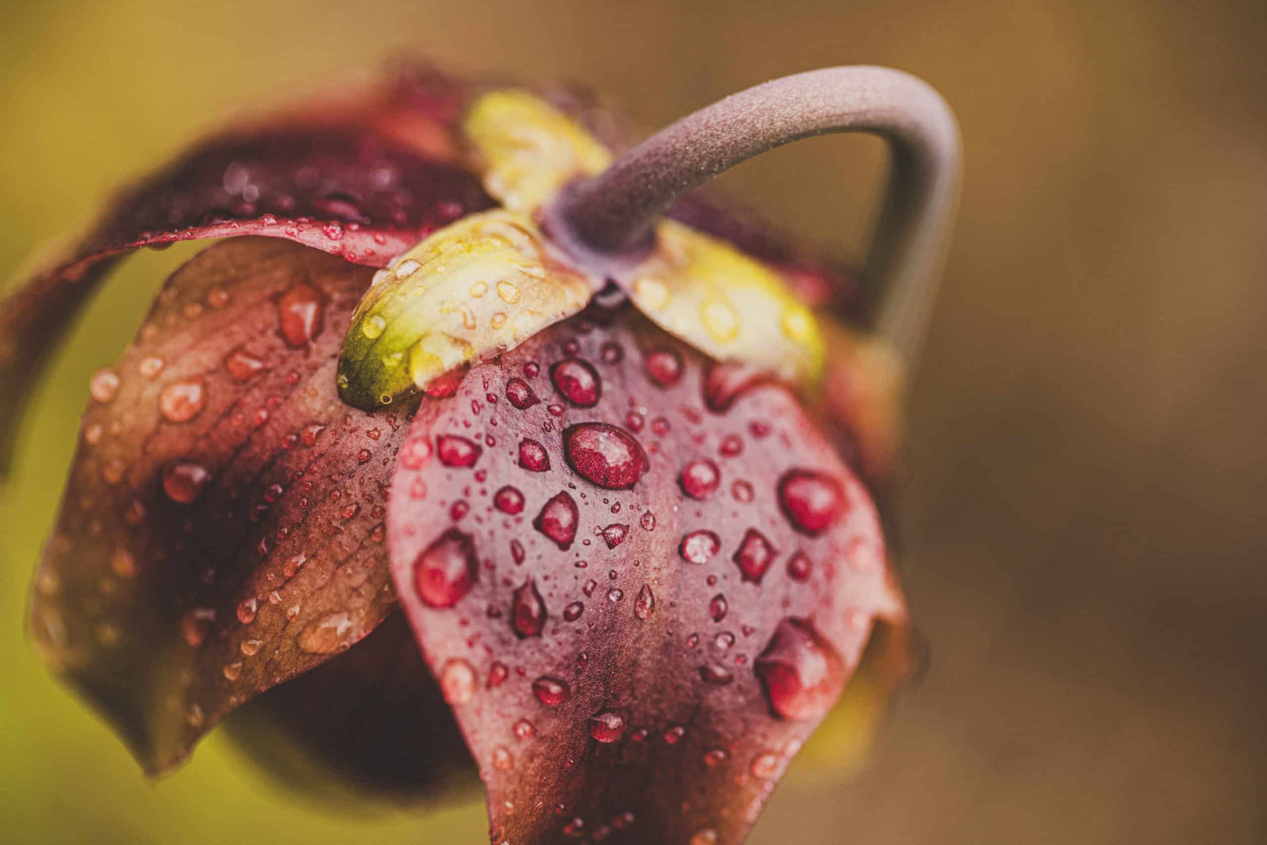 Close-up of dew on a red petal flower.