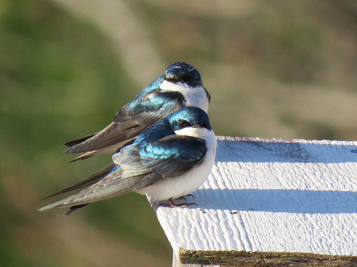 Two tree swallows perch on a box