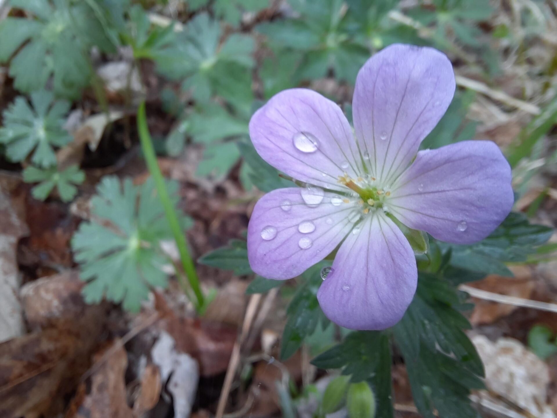 a small purple flower blooming from the undergrowth.