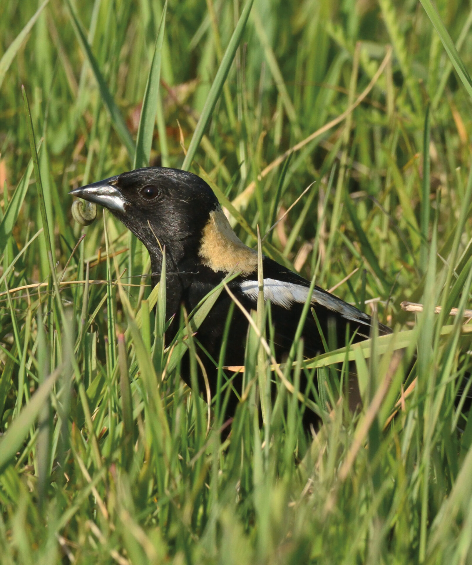 A black, yellow, and white Bobolink in the green grass with a caterpillar in its beak