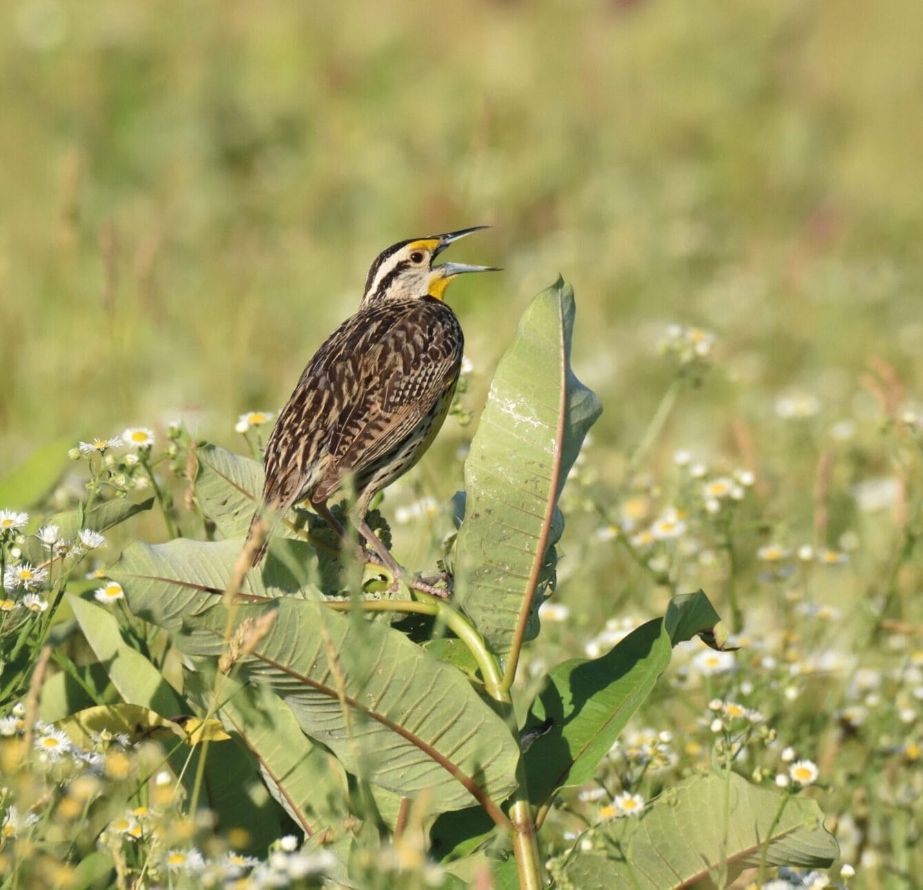 A brown Eastern Meadowlark singing with its mouth open perched on common milkweed in a meadow