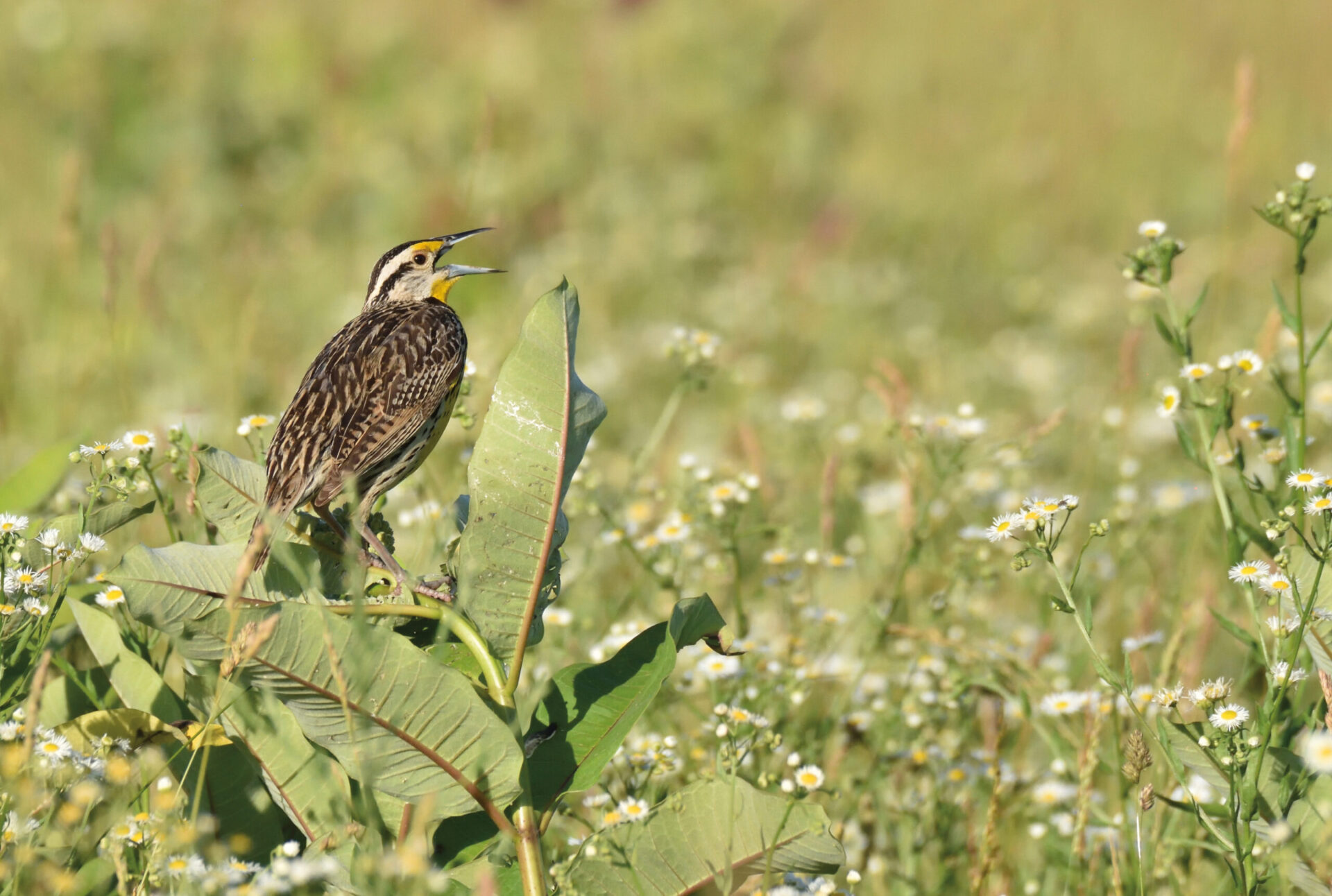 A brown Eastern Meadowlark perches on a common milkweed plant in a green meadow.