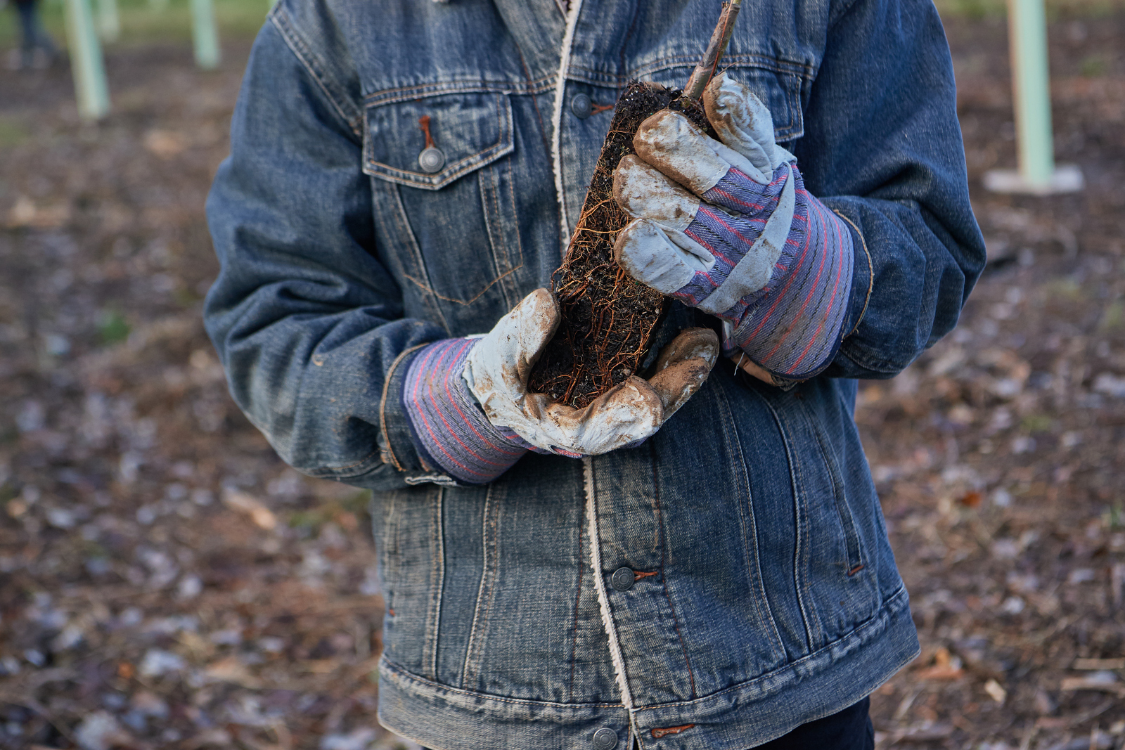 A person in a denim jacket shown from shoulders to waist with gloved hands holds the roots of a small plant.