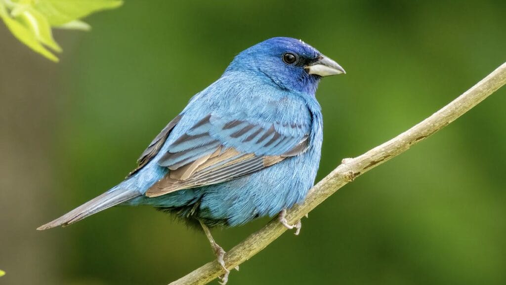 a bright blue indigo bunting perched on a thin branch in spring