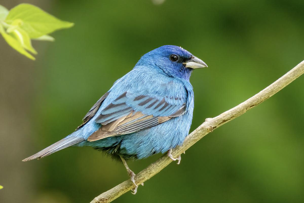 a bright blue indigo bunting perched on a thin branch in spring