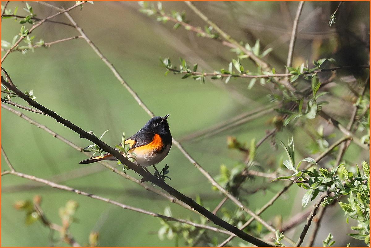 an American Redstart bird with a bright orange breast and black feathers in a spring setting