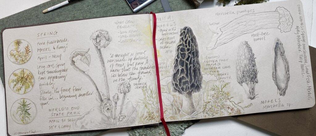 a sketchbook full of nature sketches