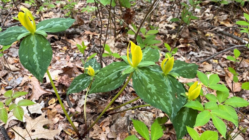 yellow trilliums on the side of a woodland trail