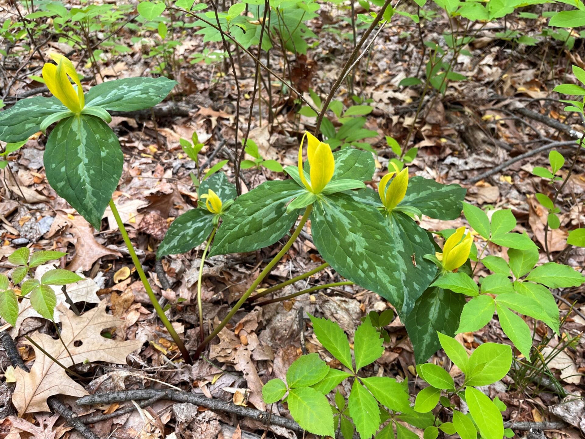 yellow trilliums on the side of a woodland trail