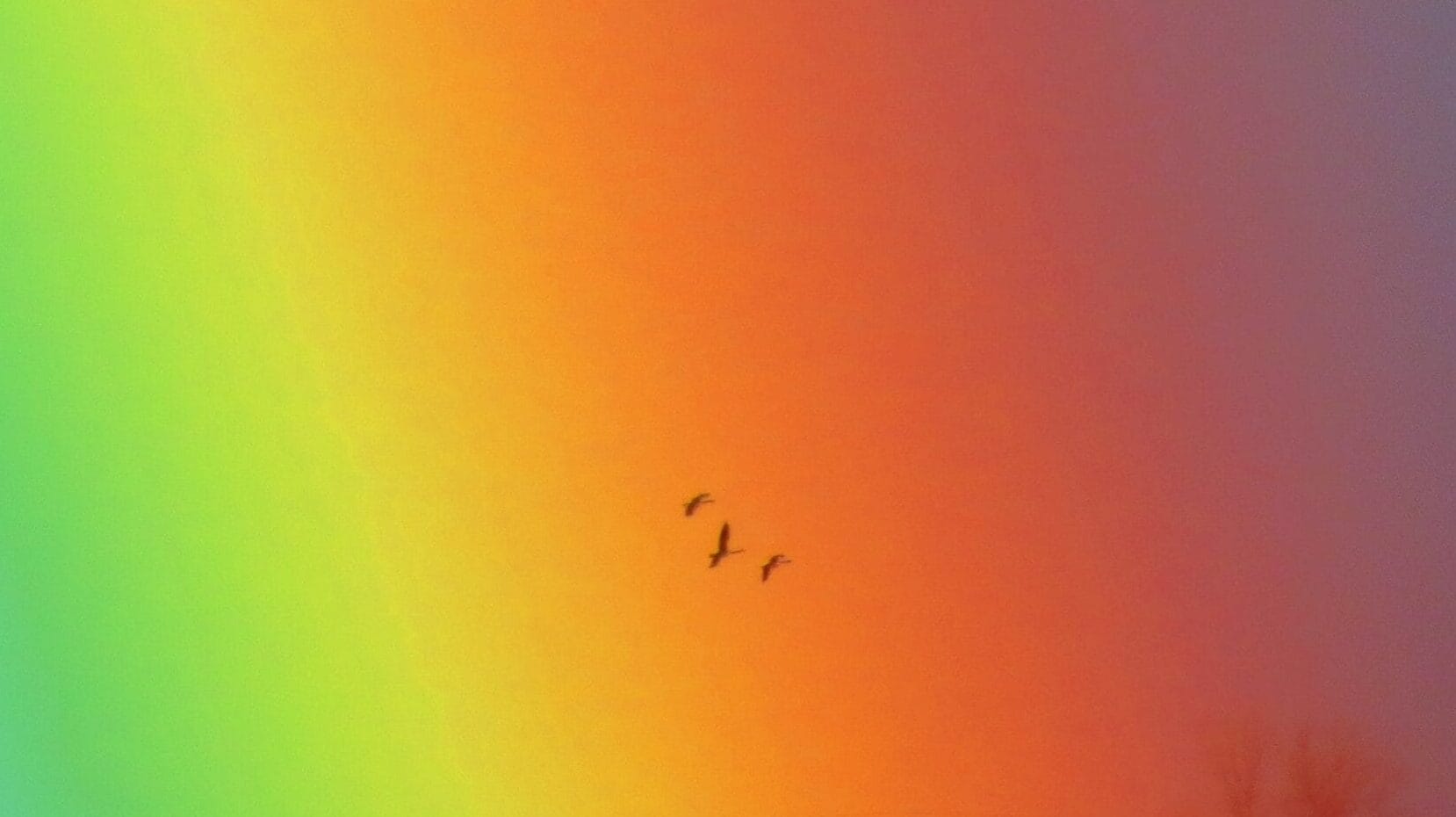 birds flying through a rainbow