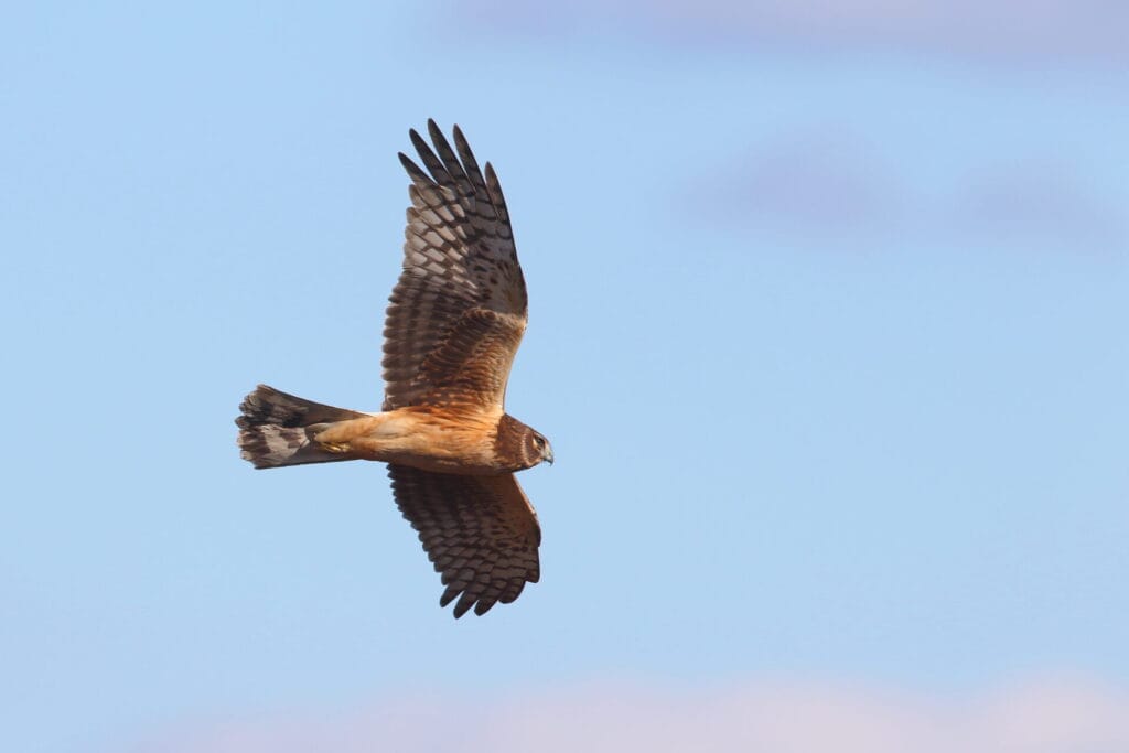 a mostly brown bird with wings spread out flying in a light blue sky