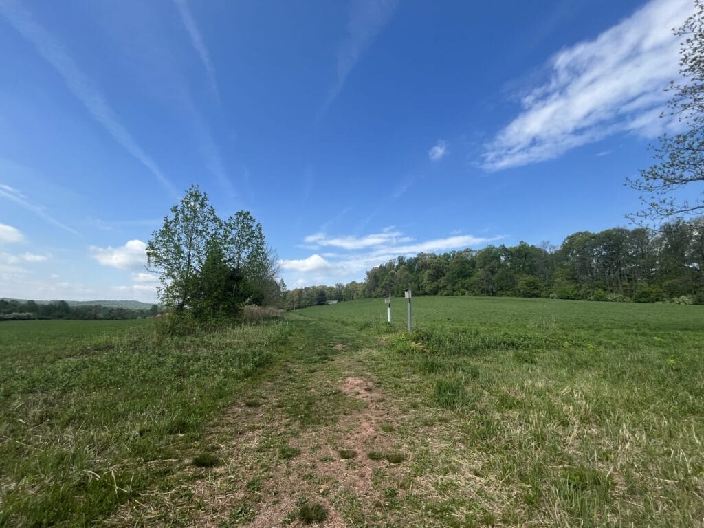 a trail disappearing among rolling green hills, a bright early spring sky overhead and a tree to the left